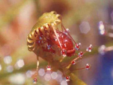 Sundew trapping sequence_Drosera_20m.jpg